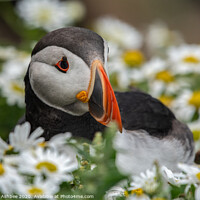 Buy canvas prints of Puffin sitting pretty  by Richard Ashbee