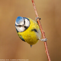 Buy canvas prints of Blue Tit visits garden by Richard Ashbee