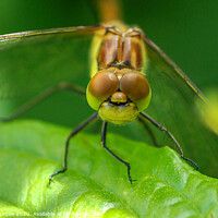 Buy canvas prints of Close up of a Dragonfly head by Richard Ashbee