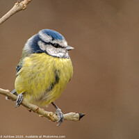 Buy canvas prints of Blue tit sat on a branch by Richard Ashbee