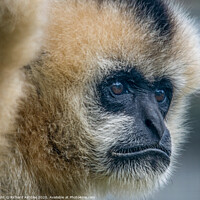 Buy canvas prints of Golden Gibbon at Twycross Zoo by Richard Ashbee
