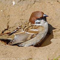 Buy canvas prints of Tree Sparrow in dust bath by Richard Ashbee
