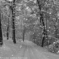Buy canvas prints of Perfect Christmas as Snow falls in a Sheffield woo by Richard Ashbee