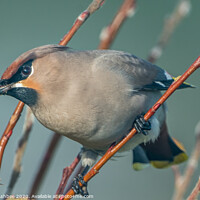 Buy canvas prints of A Scandinavian Waxwing arrives in the garden by Richard Ashbee