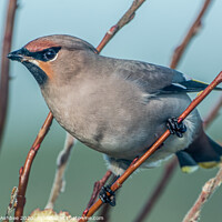 Buy canvas prints of Beautiful Waxwing visitor by Richard Ashbee