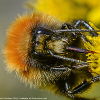 Buy canvas prints of Shetland Bumblebee by Richard Ashbee