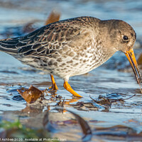 Buy canvas prints of Winter plumage Purple Sandpiper by Richard Ashbee