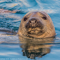 Buy canvas prints of Curious seal by Richard Ashbee