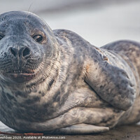 Buy canvas prints of Grey seal pup by Richard Ashbee