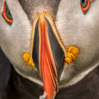 Buy canvas prints of Shetland Puffin close up by Richard Ashbee