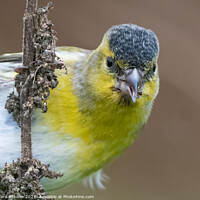 Buy canvas prints of Close up of a Siskin feeding on weeds by Richard Ashbee