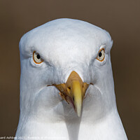 Buy canvas prints of Herring gull portrait by Richard Ashbee