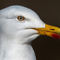 Buy canvas prints of Herring Gull Close up by Richard Ashbee