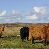 Buy canvas prints of Highland Cattle in Bernera, Isle of Lewis by Alasdair Mackenzie