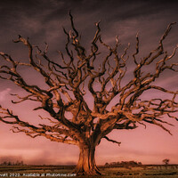 Buy canvas prints of Dead Oak, Wales by Peter Lovatt  LRPS