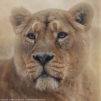 Buy canvas prints of Lion by Peter Lovatt  LRPS