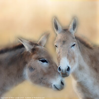 Buy canvas prints of Onagers - Pictorial by Peter Lovatt  LRPS