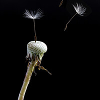 Buy canvas prints of Dandelion Seeds by Peter Lovatt  LRPS