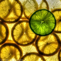 Buy canvas prints of Lemons and Lime by Peter Lovatt  LRPS