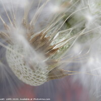 Buy canvas prints of Dandelion and Seeds by Peter Lovatt  LRPS