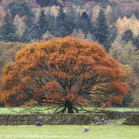 Buy canvas prints of Oak Tree in Autumn by Peter Lovatt  LRPS