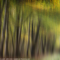 Buy canvas prints of Autumn Trees by Peter Lovatt  LRPS