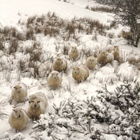 Buy canvas prints of Sheep In Snow by Peter Lovatt  LRPS