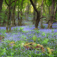 Buy canvas prints of An Image of a Bluebell Wood in Spring by Peter Lovatt  LRPS