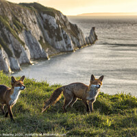 Buy canvas prints of Foxes at The Needles by Christian Beasley
