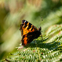 Buy canvas prints of Tortoiseshell Butterfly by Tim Snow