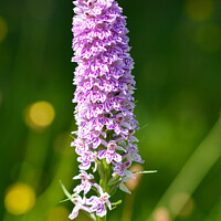 Buy canvas prints of Single Marsh Orchid in early Summer by Tim Snow