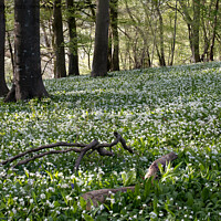 Buy canvas prints of A sea of wild garlic in the woodlands near Idswort by Peter Barber
