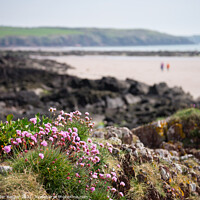 Buy canvas prints of Sea thrift on welsh coast by Peter Barber
