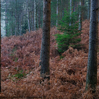 Buy canvas prints of Serene New Forest Morning by Peter Barber