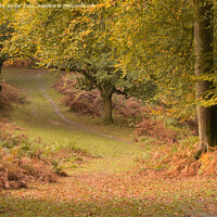 Buy canvas prints of A woodland path in Autumn in the New Forest, Hampshire, UK by Peter Barber