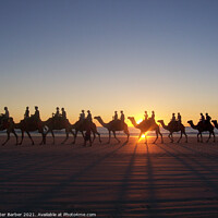 Buy canvas prints of Broome Australia camel ride by Peter Barber