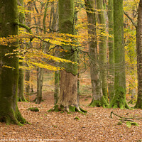 Buy canvas prints of Bolderwood autumn glade by Peter Barber