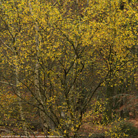 Buy canvas prints of A small and colourful tree in Bolderwood by Peter Barber