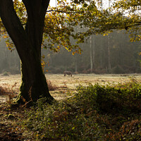 Buy canvas prints of New Forest Morning by Peter Barber