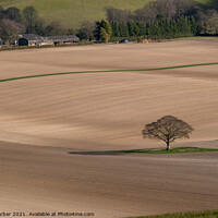 Buy canvas prints of Lone tree in bare fields on the South Downs by Peter Barber