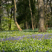 Buy canvas prints of Bluebells and garlic as far as you can see by Peter Barber