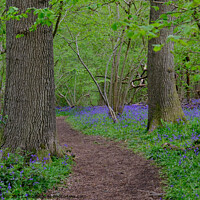 Buy canvas prints of A path through the Bluebells by Peter Barber