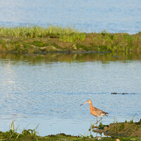 Buy canvas prints of Black Tailed Godwit at Warsash by Peter Barber