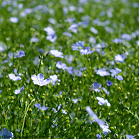 Buy canvas prints of Flax in flower by Peter Barber