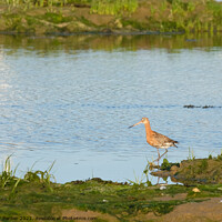 Buy canvas prints of Black Tailed Godwit at Warsash by Peter Barber