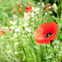 Buy canvas prints of The perfect poppy by Peter Barber