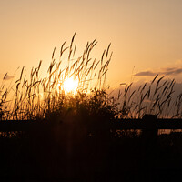 Buy canvas prints of Silhouetted grass at sunset by Peter Barber