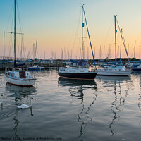 Buy canvas prints of The Swans in the Harbour at sunset by Peter Barber