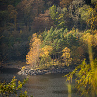 Buy canvas prints of Autumn trees on the shores of Thirlmere by Peter Barber