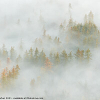 Buy canvas prints of Great Wood in the Lake District lost in the fog by Peter Barber